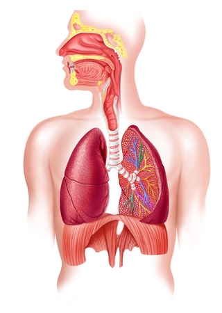 Human full respiratory system cross sectionの写真素材