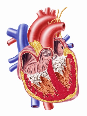 Human hearth cross sectionの写真素材