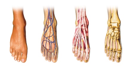 Human foot anatomy cutaway representation, showing skin, veins and arterias, muscles, bones. With clipping path included.の写真素材