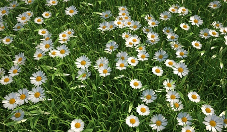 Close up bird eye view of a grass meadow, plenty of daisy flowers, viewed from above.の写真素材