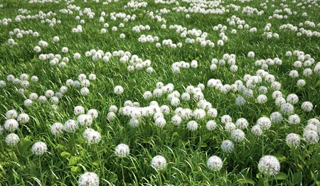 Grass meadow, bird eye view, plenty of dandelion flowers.の写真素材