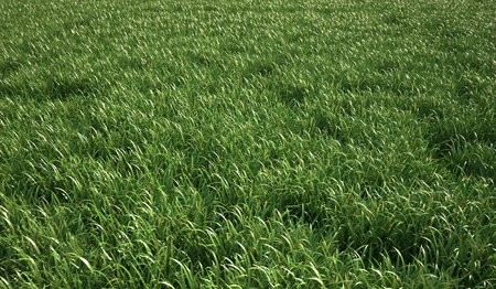 A very green and fresh looking grass field, bird eye view.の写真素材