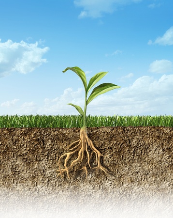 Cross section of soil with grass and a green plant in the middle, with its roots.の写真素材