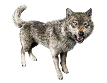 Wolf growling standing on white background  With clipping path included 