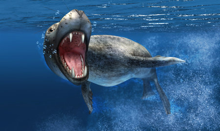 Leopard seal with close up on head and open mouth showing sharp teeth  Swimming under water, with...