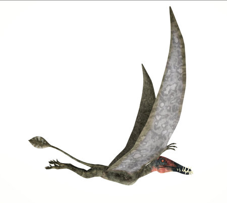 Dorygnathus flying Dinosaur photorealistic and scientifically correct representation, side view. On white background.の写真素材