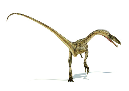 Coelophysis dinosaur photorealistic and scientifically correct representation. On white background. Dynamic view. の写真素材