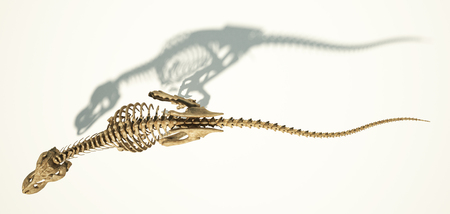 T Rex dinosaur photo-realistic and scientifically correct, full skeleton in dynamic pose, viewed from top. On white background and dropped shadow, clipping path included.の写真素材