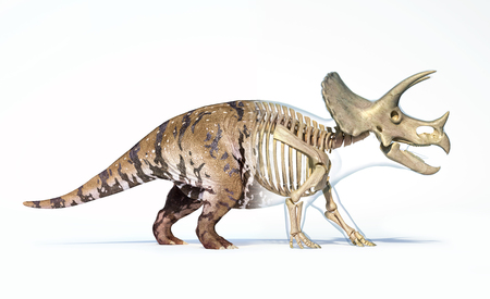 Triceratops morphing from skin to skeleton. On white backgroundの写真素材