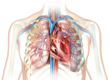 Human heart cross-section with vessels, lungs, bronchial tree and cut rib cage. On white background.の写真素材