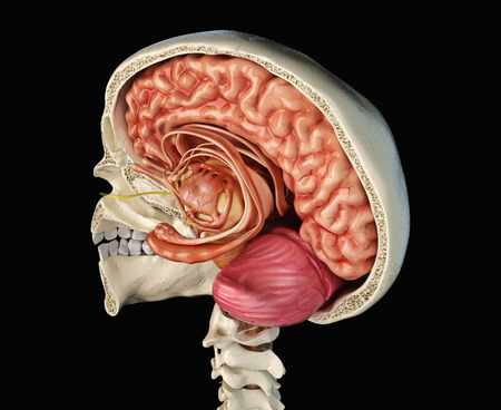 Human skull mid sagittal cross-section with brain. Perspective view on black background.の写真素材