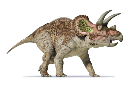 Triceratops photo realistic 3d rendering On white backgroundの写真素材