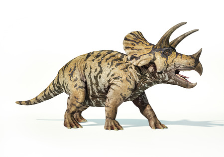 Photorealistic 3 D rendering of a Triceratops. On white backgroundの写真素材