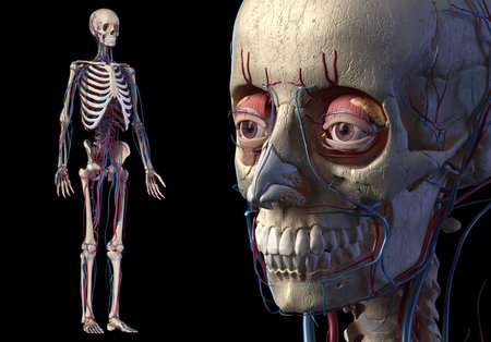 Human Anatomy skull close up with full skeletal and cardiovascular systems. On black background.
