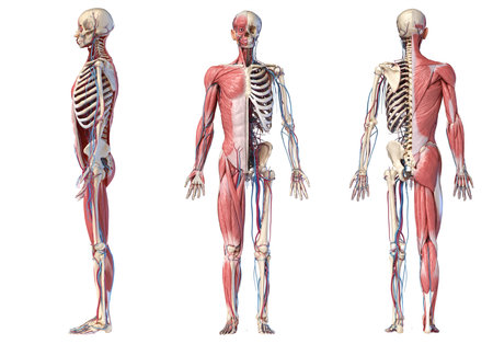 Human Anatomy full body skeletal, muscular and cardiovascular systems. Three views, side, front,...