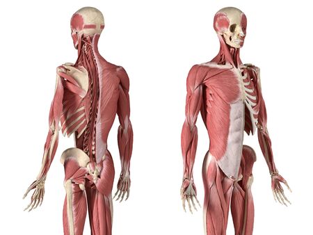 Human male anatomy, 3/4 figure muscular and skeletal systems, with internal muscle layers. Back and front perspective views. on white background. 3d anatomy illustration.の写真素材