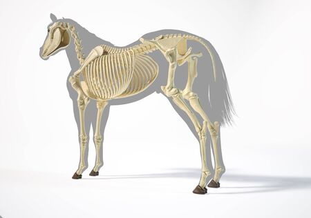 Horse Anatomy. Skeletal system over grey silhouette, Rear - side perspective on white background. Clipping path included.の写真素材