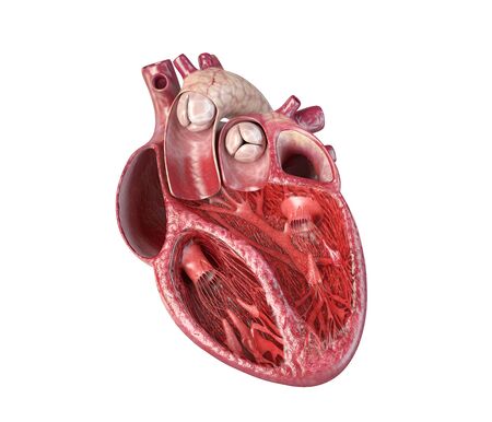 Human heart cross-section, with detailed internal structure. Close-up on white background.の写真素材