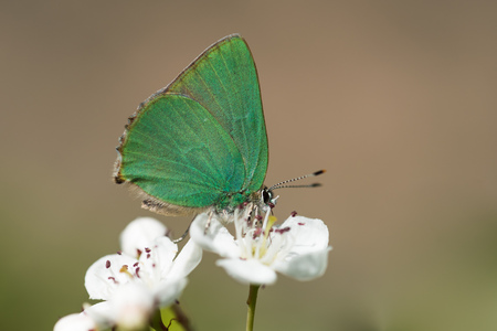 butterflyの写真素材