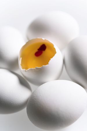 egg conceptの写真素材