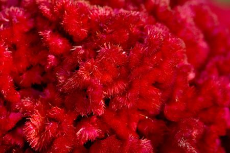 tropical flowerの写真素材