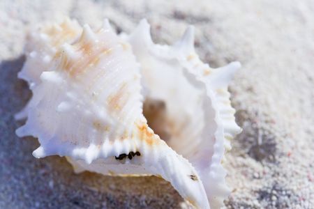 shell ending on the beachの写真素材