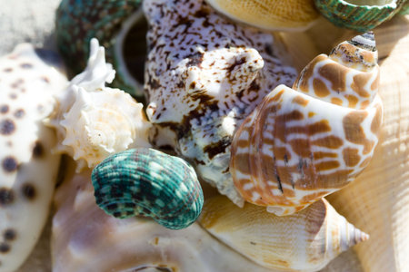 shell ending on the beach