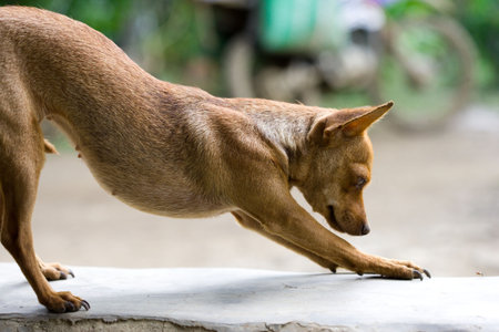 dog watching insect