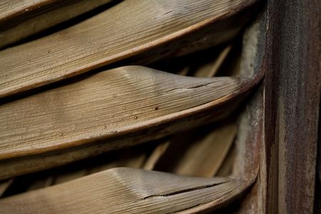 old palm tree foliageの写真素材