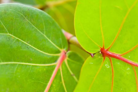 tropical plantの写真素材