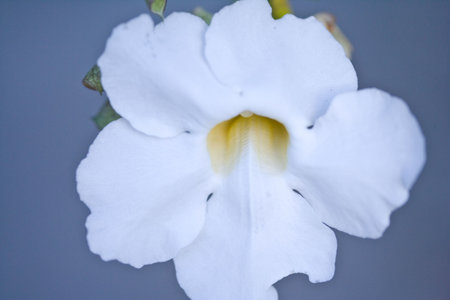 Close up of a blooming flowerの写真素材