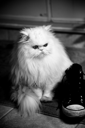 White persian himalayan cat and a shoeの写真素材
