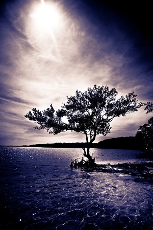 Black silhouette of a tree and on the oceanの写真素材