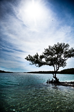 Black silhouette of a tree and on the oceanの写真素材