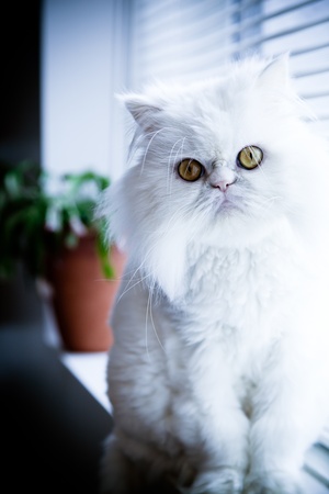 White persian himalayan cat sit near a windowの写真素材