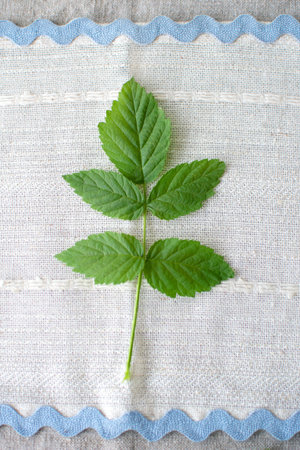 green raspberry leaf on the tablecloth