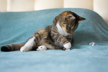 Beautiful cat lies on a blue plaid
