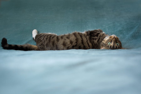 Beautiful cat lies on a blue plaid