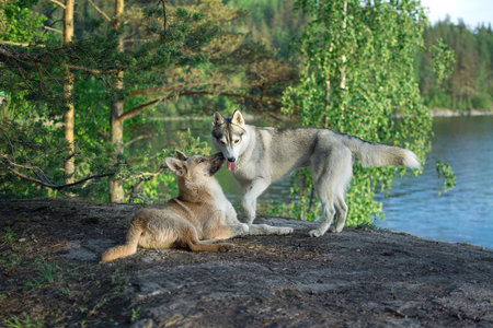 Two dogs play on a rock in a green forest by the waterの写真素材