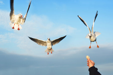 Three gulls in the blue sky fly over the hand with bread
