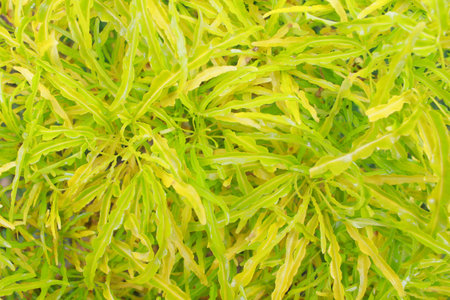 yellow leaves and unique shape