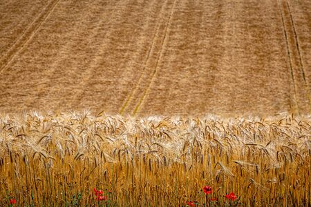 A full frame photograph of a golden wheat field in summer, with a shallow depth of fieldの写真素材