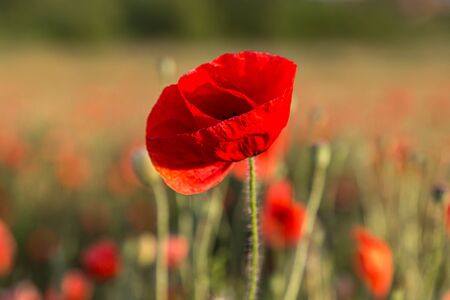 A close up of a vivid red poppy, with a shallow depth of fieldの写真素材