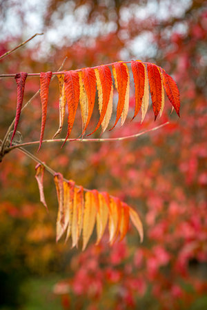 Colourful autumnal leaves, with a shallow depth of field