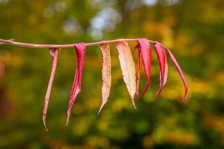 Colourful autumnal leaves, with a shallow depth of fieldの写真素材