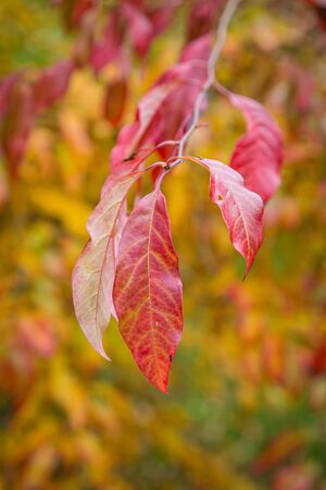 Colourful autumnal leaves, with a shallow depth of fieldの写真素材