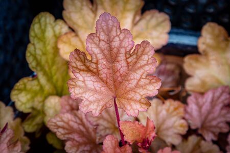 Pretty heuchera leaves in autumn, with a shallow depth of fieldの写真素材