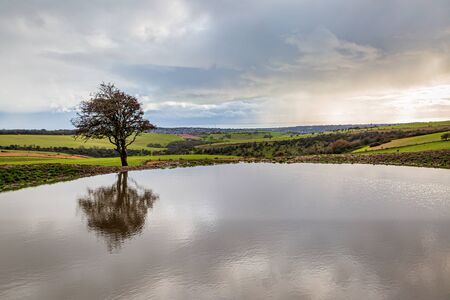 A tree and its reflection in a dew pond, on Ditchling Beacon in Sussexの写真素材