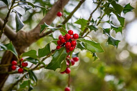 Holly leaves and berries growing in the countryside, with a shallow depth of fieldの写真素材