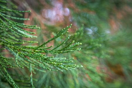 A green coniferous tree, with a shallow depth of fieldの写真素材